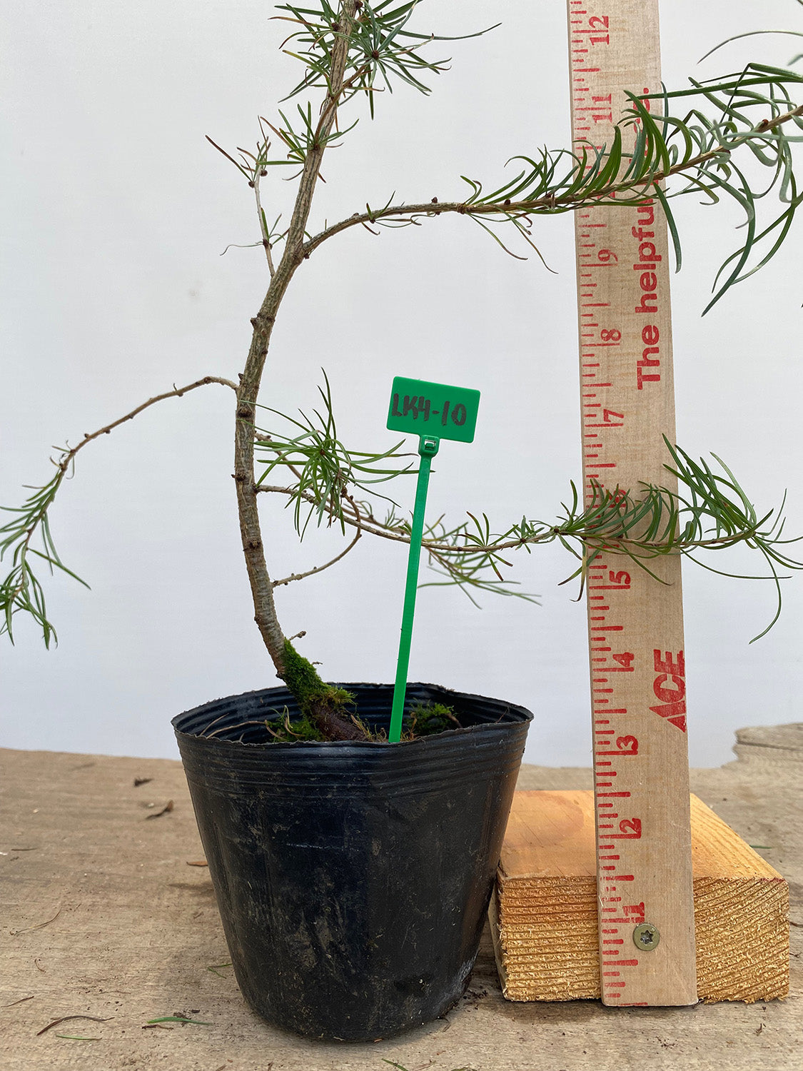Larch in a 4" pot (LK4-10)