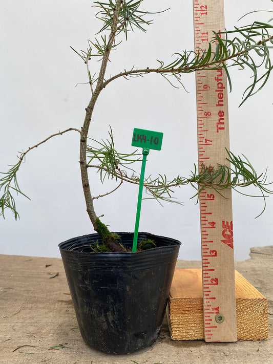 Larch in a 4" pot (LK4-10)