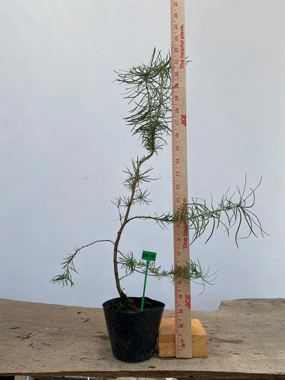 Larch in a 4" pot (LK4-10)