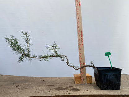 Larch in a 4" pot (LK4-12)