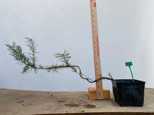 Larch in a 4" pot (LK4-12)