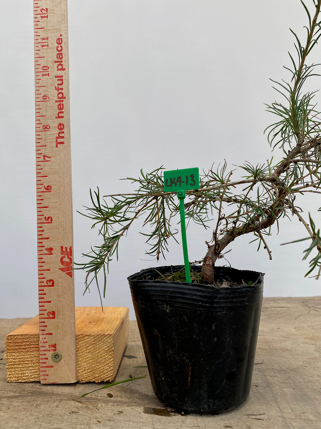 Larch in a 4" pot (LK4-13)