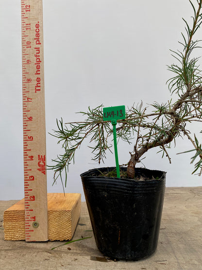 Larch in a 4" pot (LK4-13)