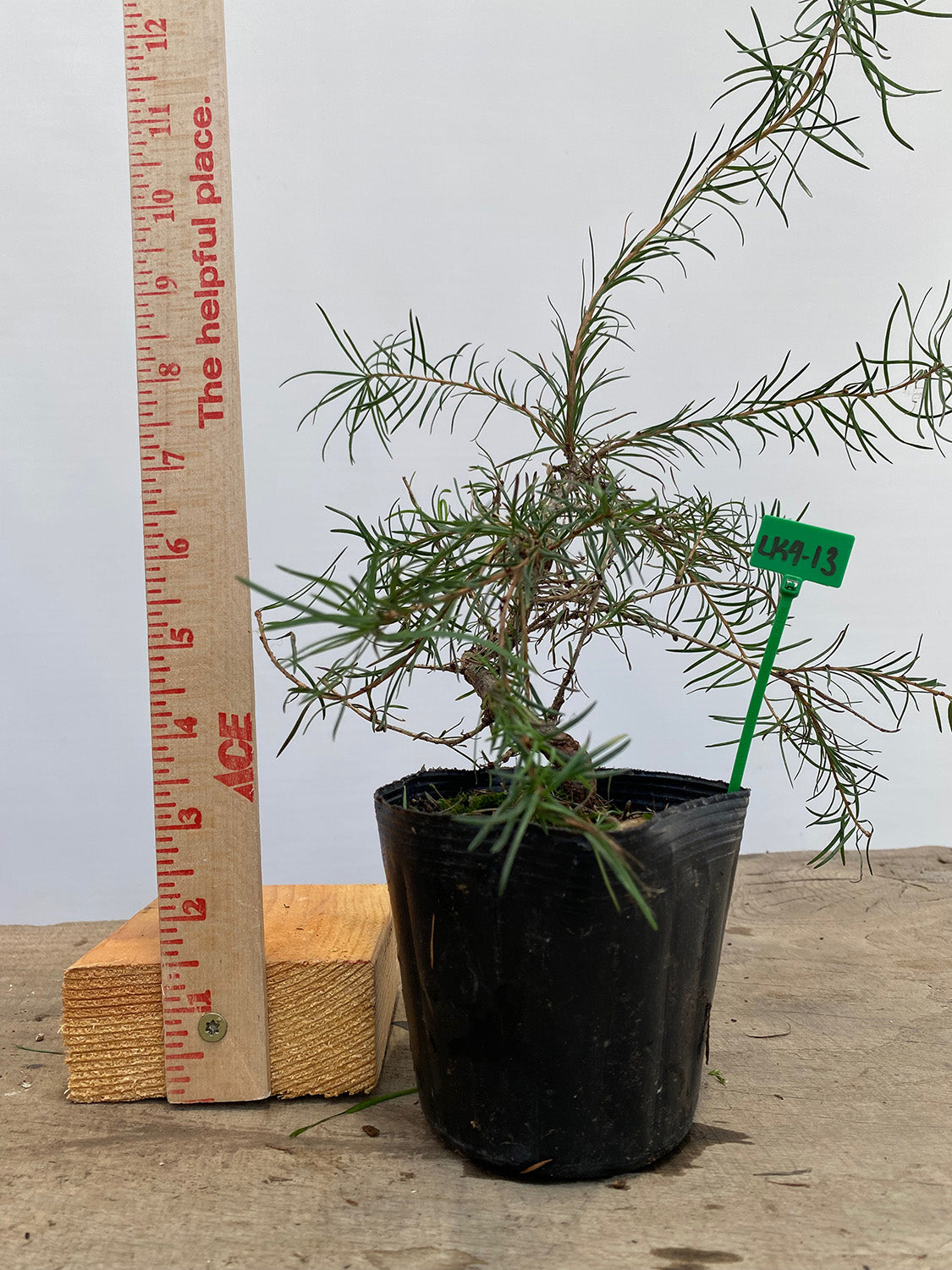 Larch in a 4" pot (LK4-13)