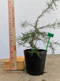Larch in a 4" pot (LK4-13)