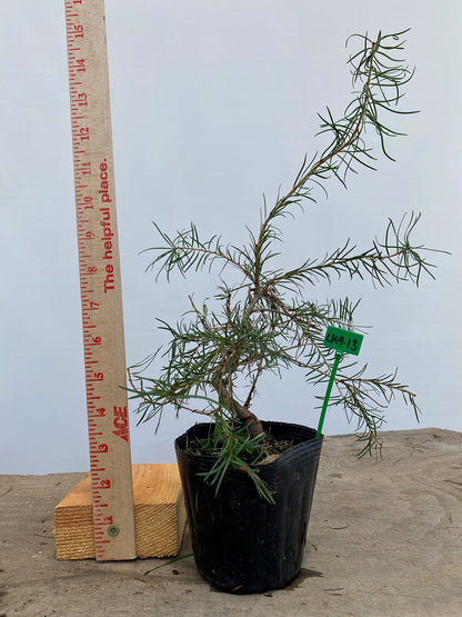 Larch in a 4" pot (LK4-13)