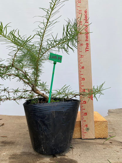 Larch in a 4" pot (LK4-14)