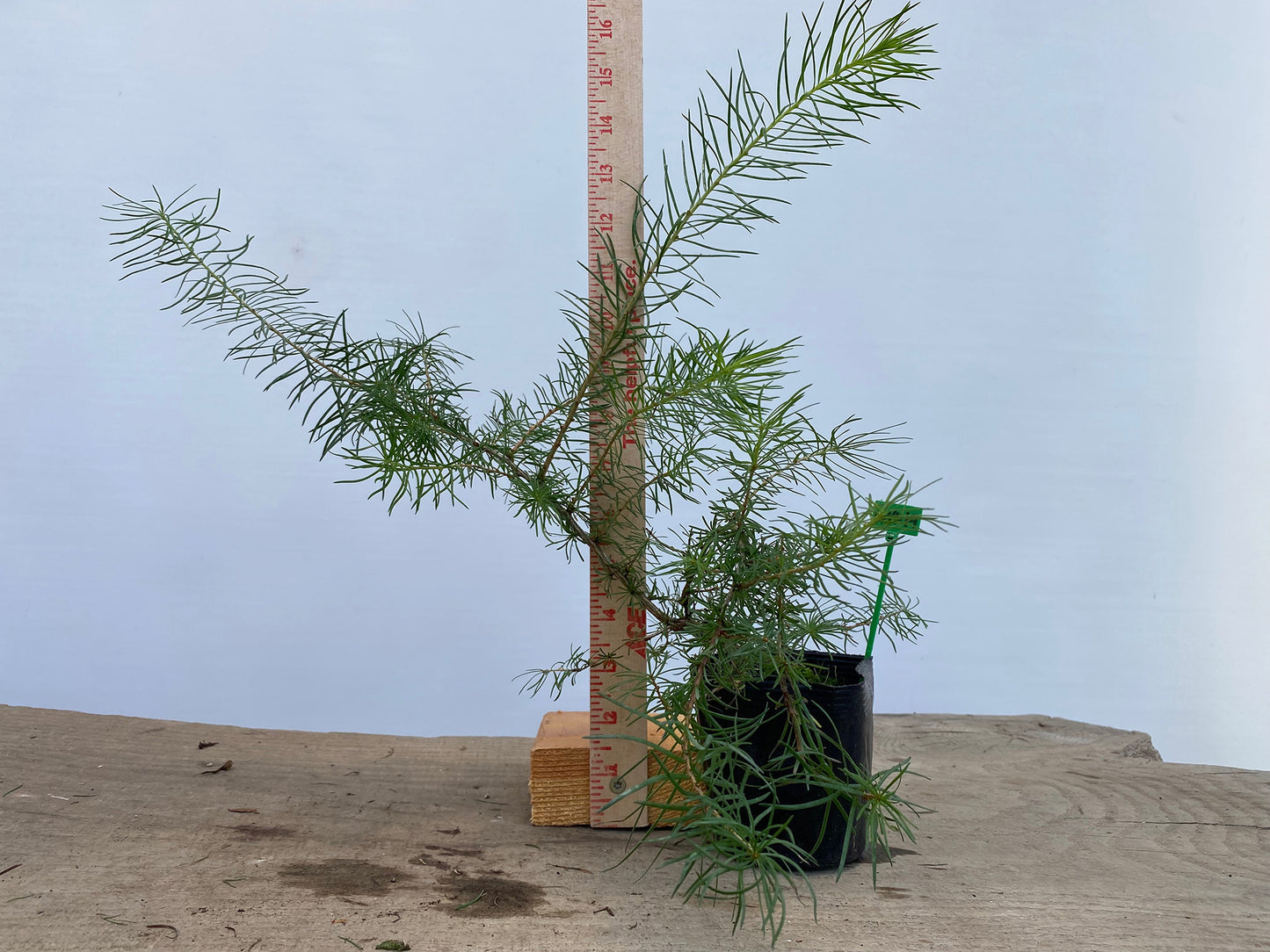 Larch in a 4" pot (LK4-14)