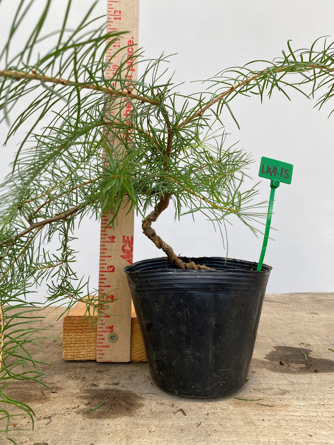 Larch in a 4" pot (LK4-15)