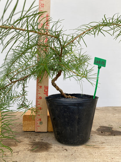 Larch in a 4" pot (LK4-15)