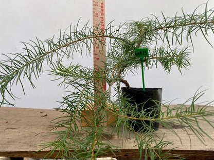 Larch in a 4" pot (LK4-15)