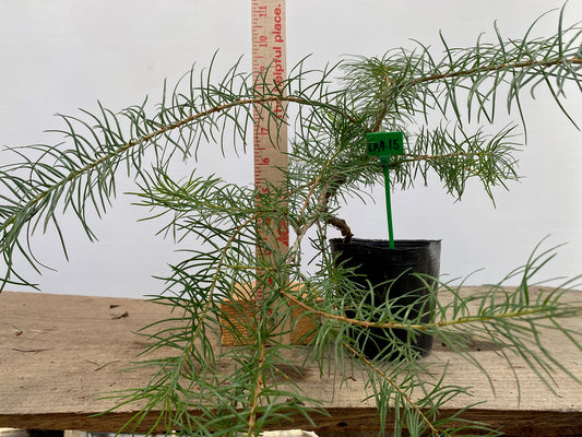 Larch in a 4" pot (LK4-15)