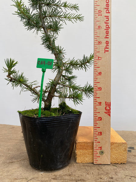 Green Atlas Cedar in a 4" pot (CA4-01)
