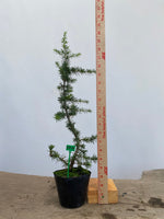 Green Atlas Cedar in a 4" pot (CA4-01)