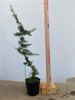 Green Atlas Cedar in a 4" pot (CA4-01)