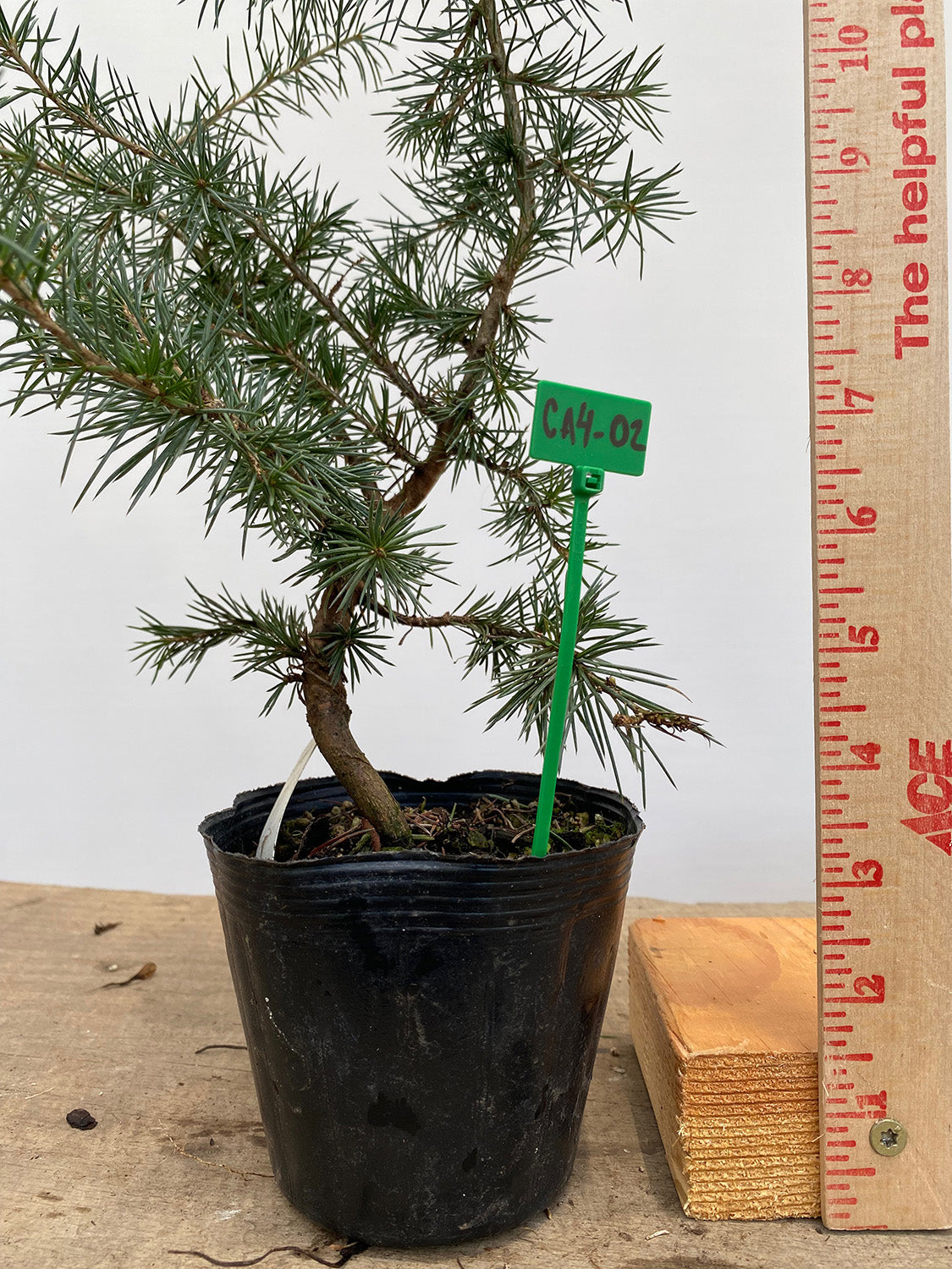 Green Atlas Cedar in a 4" pot (CA4-02)