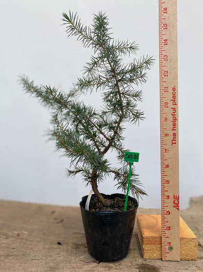 Green Atlas Cedar in a 4" pot (CA4-02)