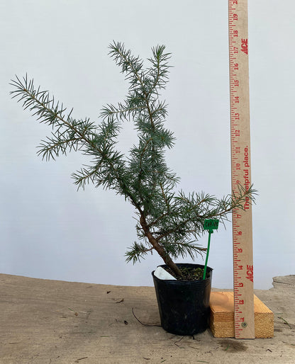 Green Atlas Cedar in a 4" pot (CA4-02)