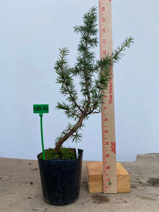 Green Atlas Cedar in a 4" pot (CA4-03)