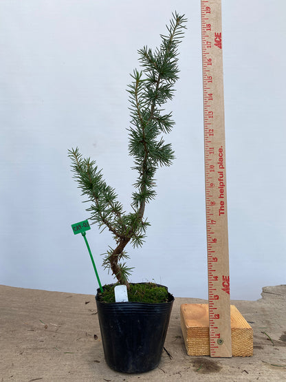 Green Atlas Cedar in a 4" pot (CA4-03)