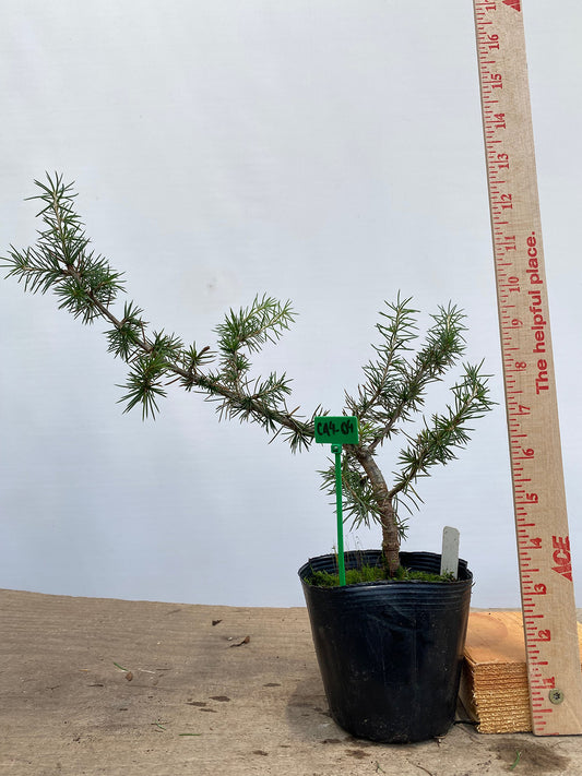 Green Atlas Cedar in a 4" pot (CA4-04)