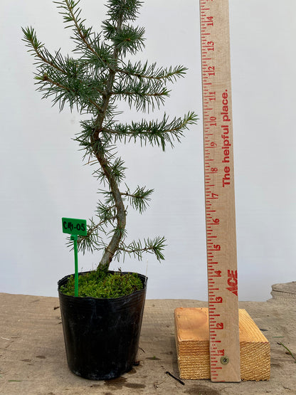 Green Atlas Cedar in a 4" pot (CA4-05)