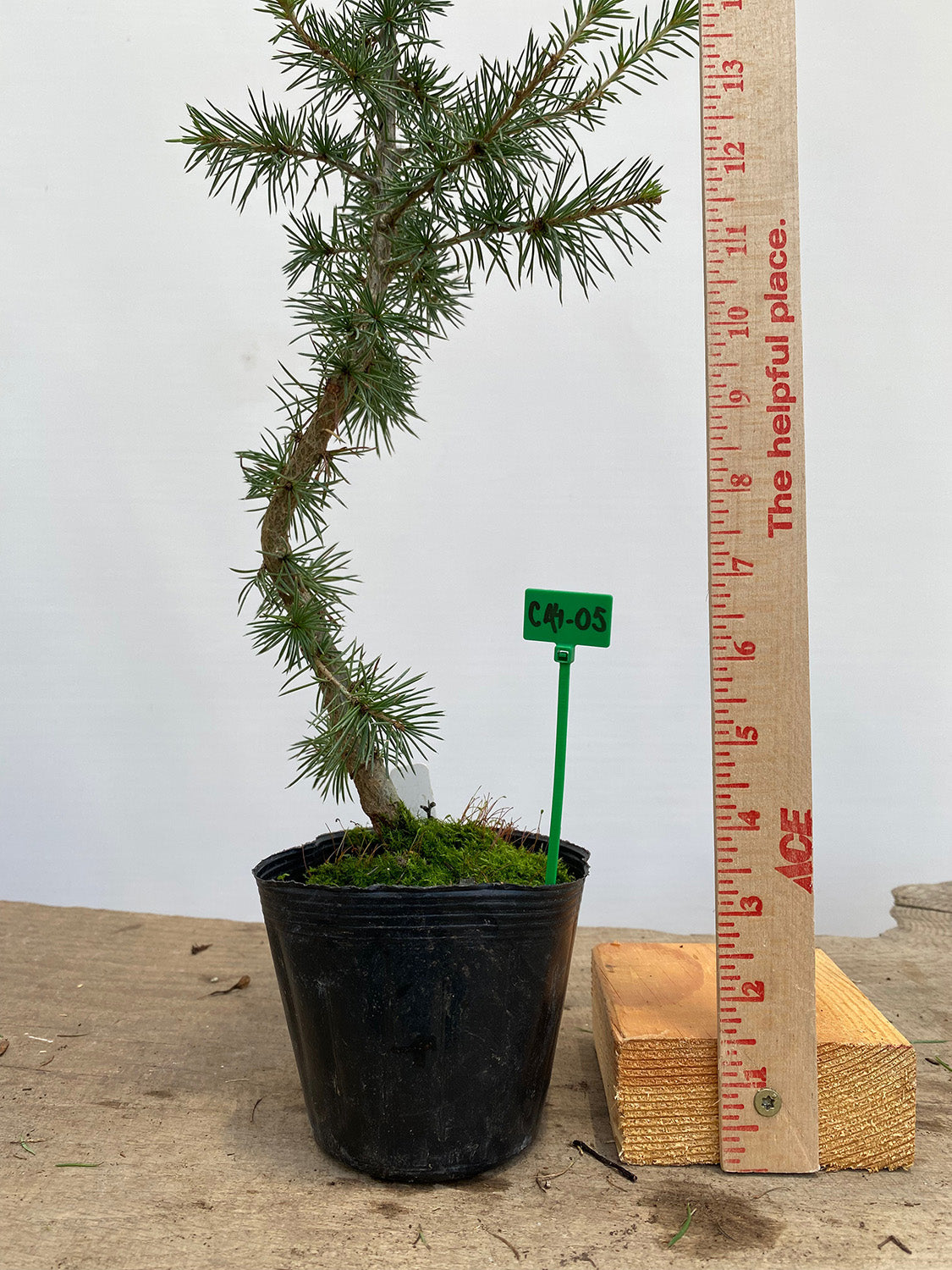 Green Atlas Cedar in a 4" pot (CA4-05)