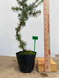 Green Atlas Cedar in a 4" pot (CA4-05)