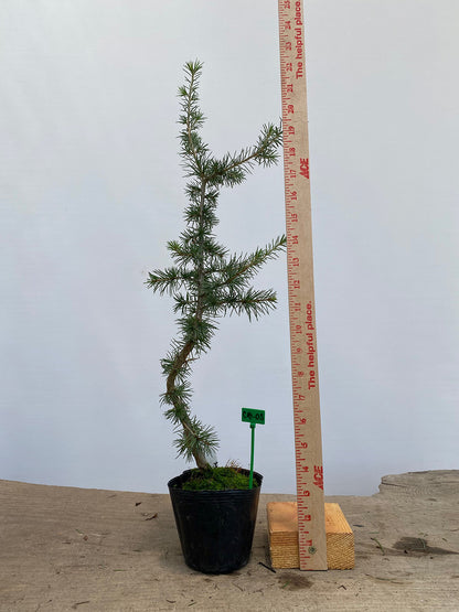 Green Atlas Cedar in a 4" pot (CA4-05)