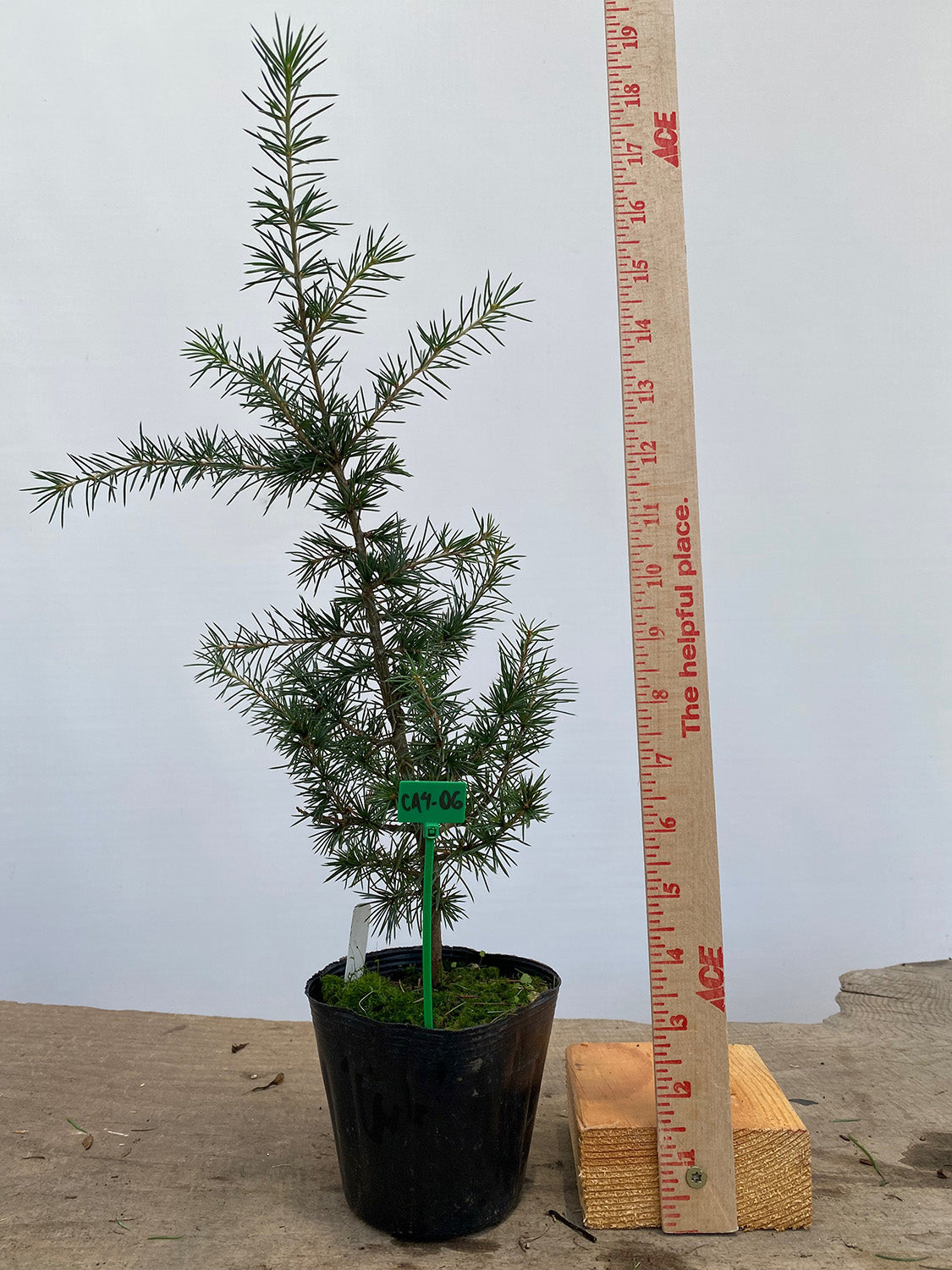 Green Atlas Cedar in a 4" pot (CA4-06)