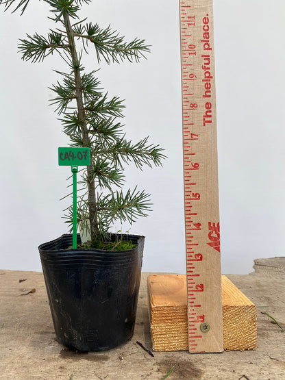 Green Atlas Cedar in a 4" pot (CA4-07)