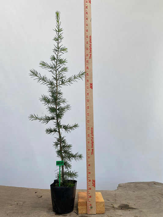 Green Atlas Cedar in a 4" pot (CA4-07)