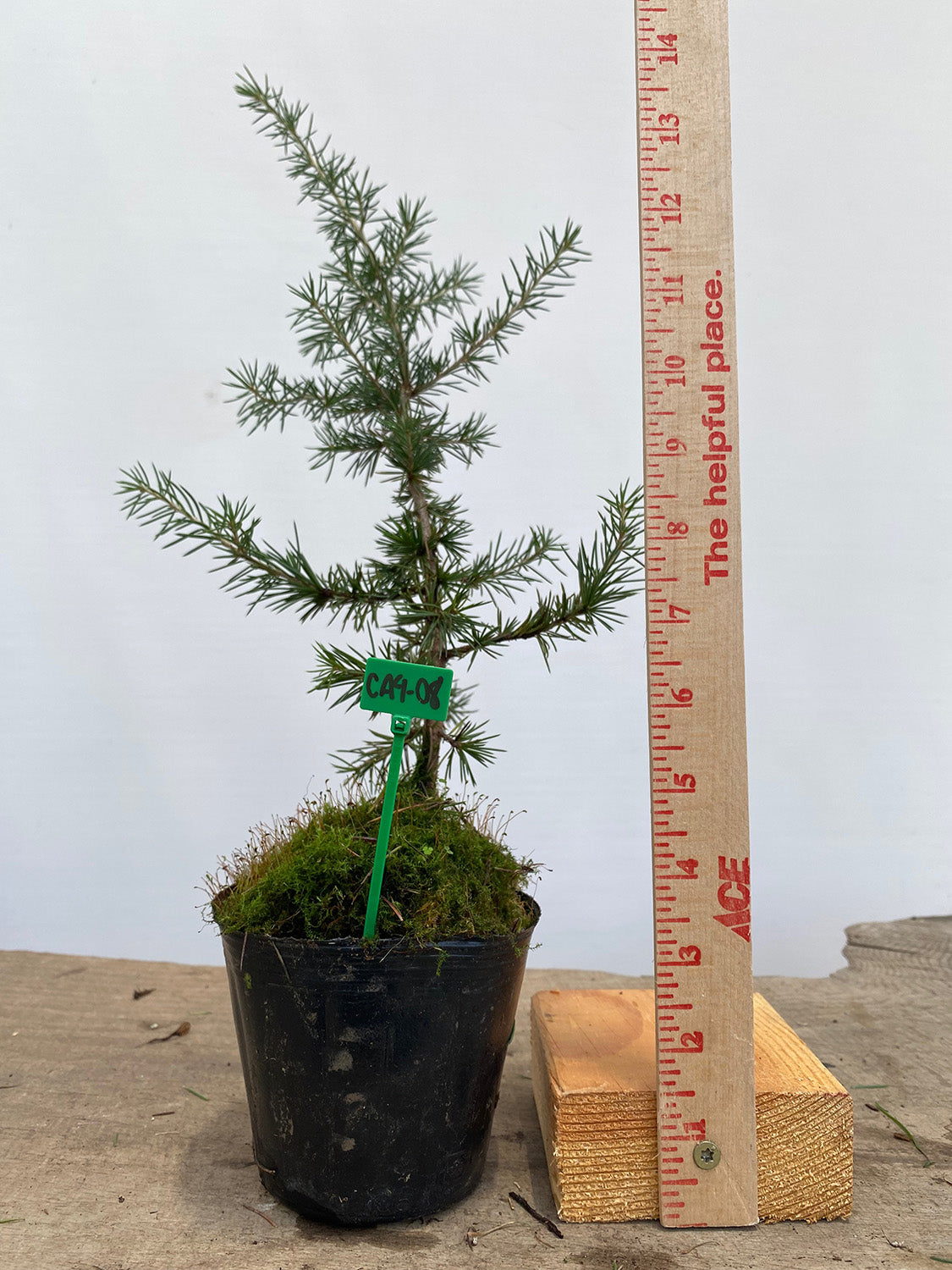 Green Atlas Cedar in a 4" pot (CA4-08)