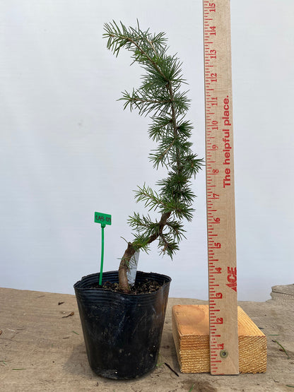 Green Atlas Cedar in a 4" pot (CA4-09)