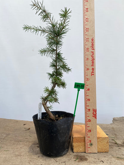 Green Atlas Cedar in a 4" pot (CA4-09)