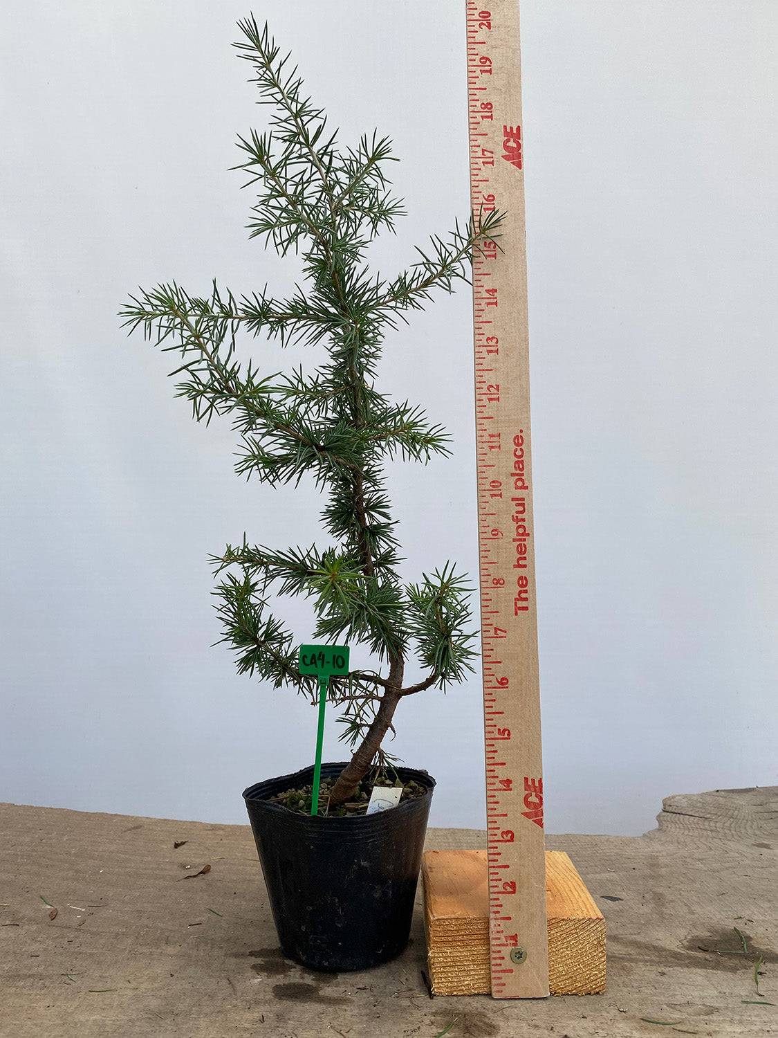 Green Atlas Cedar in a 4" pot (CA4-10)