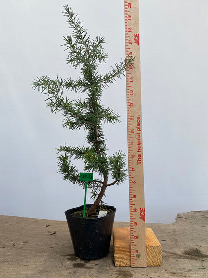 Green Atlas Cedar in a 4" pot (CA4-10)