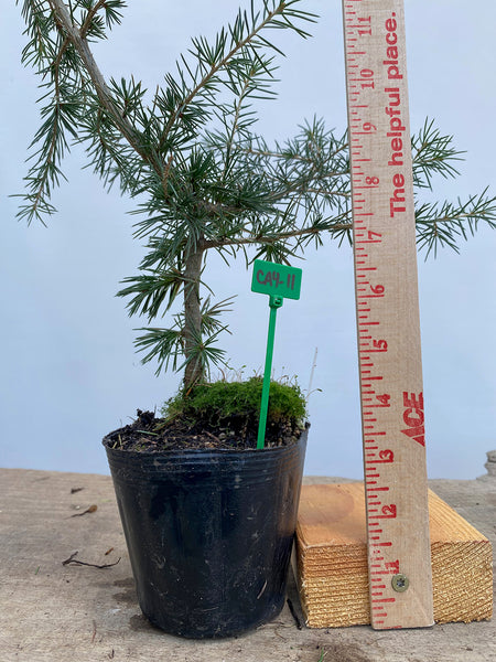 Green Atlas Cedar in a 4" pot (CA4-11)