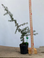 Green Atlas Cedar in a 4" pot (CA4-11)