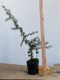Green Atlas Cedar in a 4" pot (CA4-11)