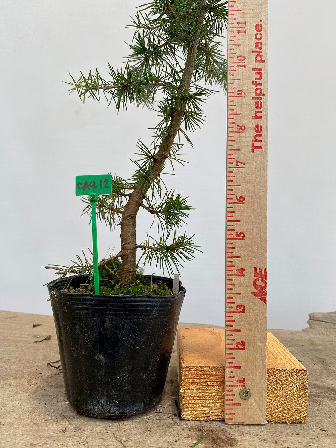Green Atlas Cedar in a 4" pot (CA4-12)