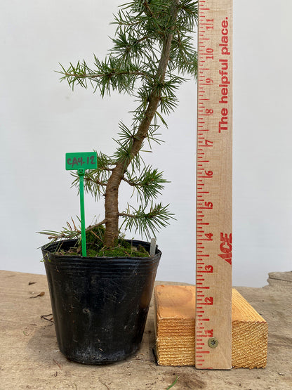 Green Atlas Cedar in a 4" pot (CA4-12)