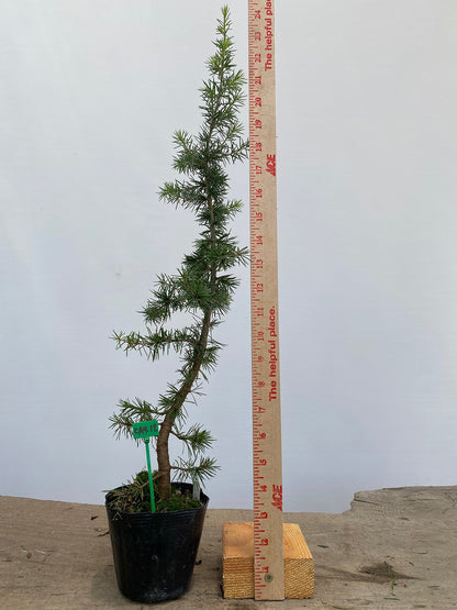 Green Atlas Cedar in a 4" pot (CA4-12)