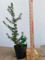Green Atlas Cedar in a 4" pot (CA4-13)