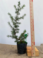 Green Atlas Cedar in a 4" pot (CA4-13)