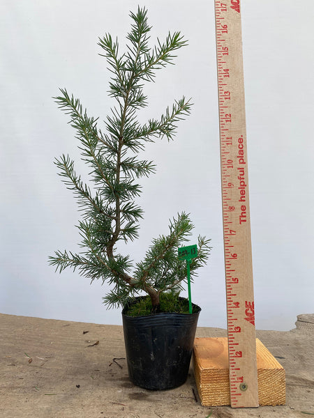 Green Atlas Cedar in a 4" pot (CA4-13)