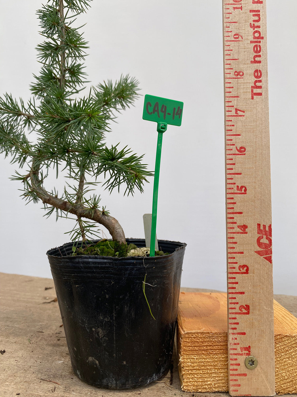 Green Atlas Cedar in a 4" pot (CA4-14)