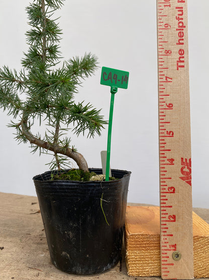 Green Atlas Cedar in a 4" pot (CA4-14)