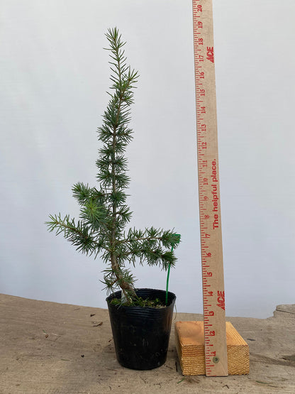 Green Atlas Cedar in a 4" pot (CA4-14)