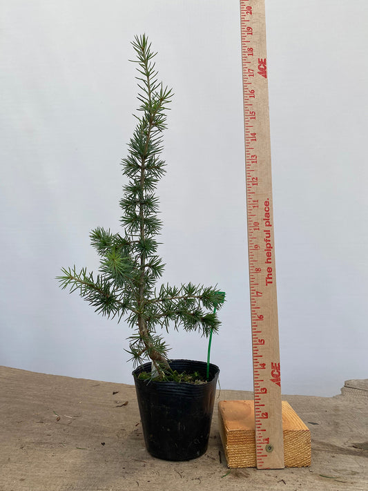 Green Atlas Cedar in a 4" pot (CA4-14)